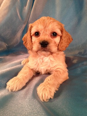 Male Cockapoo Puppy for sale #13 Born February 2013|Iowa Puppies for sale|Shipping only $150 to Fort Lauderdale FL and many More Major Airports